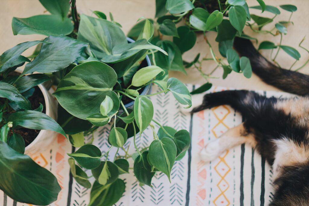 Perfect pets cat laying down next to houseplants